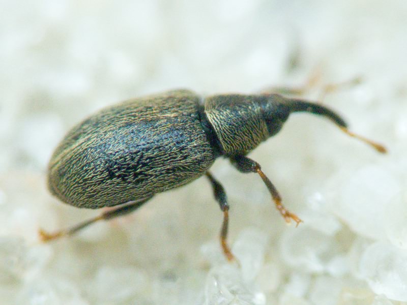 Acalyptus carpini (Fabricius, 1792)